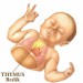 05-novorozenec-thymus-brzlik.jpg